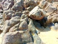 Piles Of Large Rocks Attached By Barnacles On The Beach