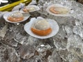 piles of live and fresh scallops shell on the tray on sale at the local wet market.