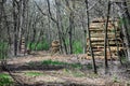 Piles of Logged Timber in the Woods