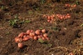 Piles of newly harvested potatoes on field. Harvesting potato roots from soil in homemade garden.