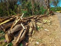 piles of pieces of wood scattered in the garden