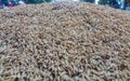 piles of rice are being dried in the sun before being processed into rice Royalty Free Stock Photo