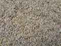 piles of rice are being dried in the sun before being processed into rice Royalty Free Stock Photo