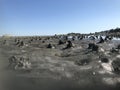 Piles of sand from arenicola marina