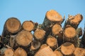 Piles of stacked logged trees from Governor Knowles State Forest in Northern Wisconsin - DNR has working forests that are harveste