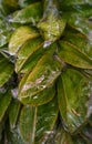 piles of star fruit, many encountered in traditional markets in the morning