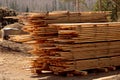 Piles of timber in the sunny springlike light