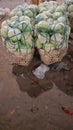 piles of white and light green cabbage in a basket made of woven bamboo and tied with blue raffia