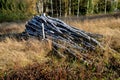 Piles of wood stacked in piles. long thin trunks of birch suitable for building fences or as fuel for biowaste incinerators. the m Royalty Free Stock Photo