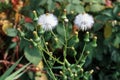 Pilewort Seedheads  24634 Royalty Free Stock Photo