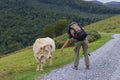 Pilgrim with backpack feeding white cow in Pyrenees mountains. Tourist on trail with cow. Camino de Santiago concept. Livestock.