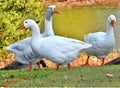 Pilgrim Geese on Lake Hefner in Oklahoma City