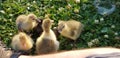 Pilgrim geese one day old
