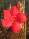 Pilgrim plant flower (Jatropha integerrima)