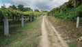 Pilgrim trail, Camino de Santiago, Spain