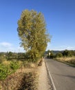 Pilgrim walking alone beside the road, passing by a beautiful tree along the Camino de Santiago, Spain.