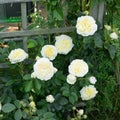 The Pilgrim yellow David Austin english Auswalker Climbing rose in summer garden