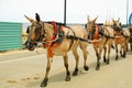 Pilgrims - Andalusian horses en route to el Rocio
