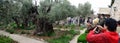 Pilgrims in Gethsemane Garden. Jerusalem. Panorama