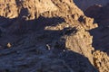 Pilgrims meet the dawn on the holy mountain. Mount Horeb, Gabal Musa, Moses Mount. Royalty Free Stock Photo