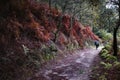 Pilgrims walk through the fall forest on the Camino de Santiago or Way of St. James. Royalty Free Stock Photo