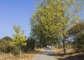 Pilgrims walking in a path among the trees along the Camino de Santiago, Spain.