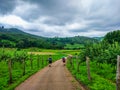 Pilgrims walking through a way in middle of the farmland in Asturias, Spain. Camino de Santiago Primitivo