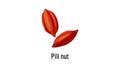 Pili nut icon animation