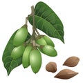 Pili nut plant and nuts