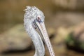 Pilican at the zoo Royalty Free Stock Photo