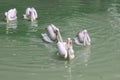 Pelicans swim in the pond at the zoo. Green water in the pond. Fish in the beak of a pelican Royalty Free Stock Photo