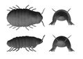 Pill bug Royalty Free Stock Photo