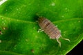 Pill bug Royalty Free Stock Photo