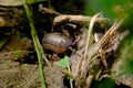 Pill Bug Armadillidiidae Royalty Free Stock Photo