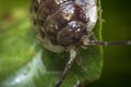 Pill Bug Armadillidiidae Royalty Free Stock Photo
