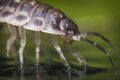 Pill Bug Armadillidiidae Royalty Free Stock Photo