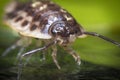 Pill Bug Armadillidiidae Royalty Free Stock Photo