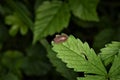 Pill bug Armadillidium vulgare