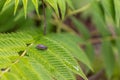 Pill bug on green leaf - blurred background Royalty Free Stock Photo