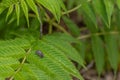 Pill bug on green leaf - blurred background Royalty Free Stock Photo