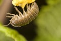 Pill bug hanging from flower Royalty Free Stock Photo