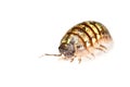 Pill bug isolated in white Royalty Free Stock Photo