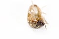 Pill bug isolated in white Royalty Free Stock Photo