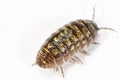 Pill bug isolated in white