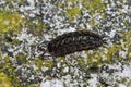 Pill-bug (Isopoda) walking on a rock Royalty Free Stock Photo