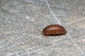 Pill-bug (Isopoda) Royalty Free Stock Photo