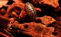 Pill Bug (Armadillidium Vulgare) on The Plant