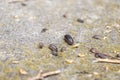 Pill bugs on gray concrete Royalty Free Stock Photo