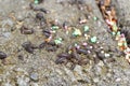 Pill bugs on gray concrete with multicolored pebbles Royalty Free Stock Photo