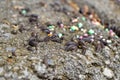 Pill bugs on gray concrete with multicolored pebbles Royalty Free Stock Photo